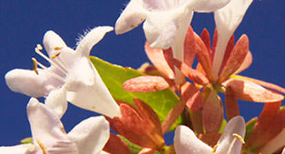 Plant - Abelia Chinensis